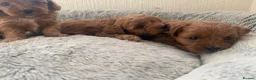 Cavapoo dogs for sale: 🐾 Exquisite F1 Cavapoo puppies available 🐾 in Mansfield - Advert 2