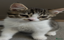Mixed Breed cats for sale: REDUCED & READY NOW BSH x Tabby kittens  - Image 22