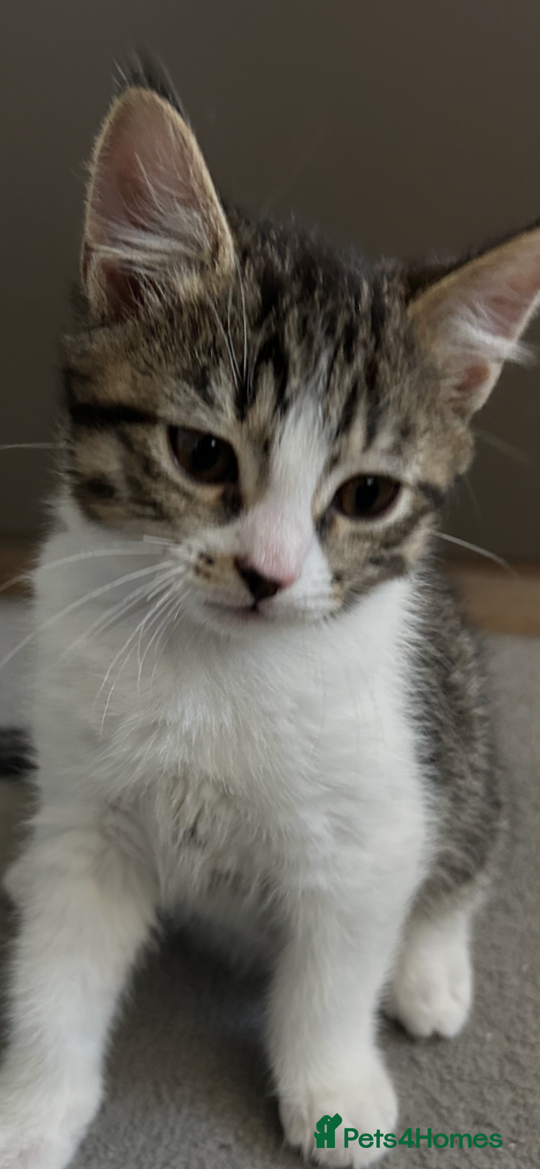 Mixed Breed cats for sale: REDUCED & READY NOW BSH x Tabby kittens  - Image 22