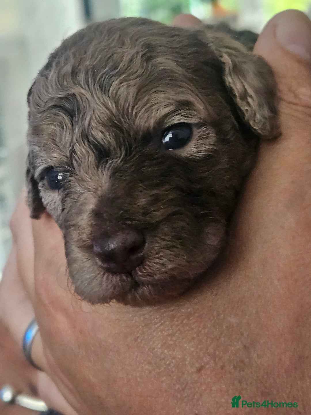 Cockapoo dogs for sale: Lyn Marie Pressley  - Image 6