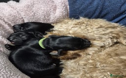 Mixed Breed dogs for sale: 3 beautiful boy yorkipoos   - Image 10