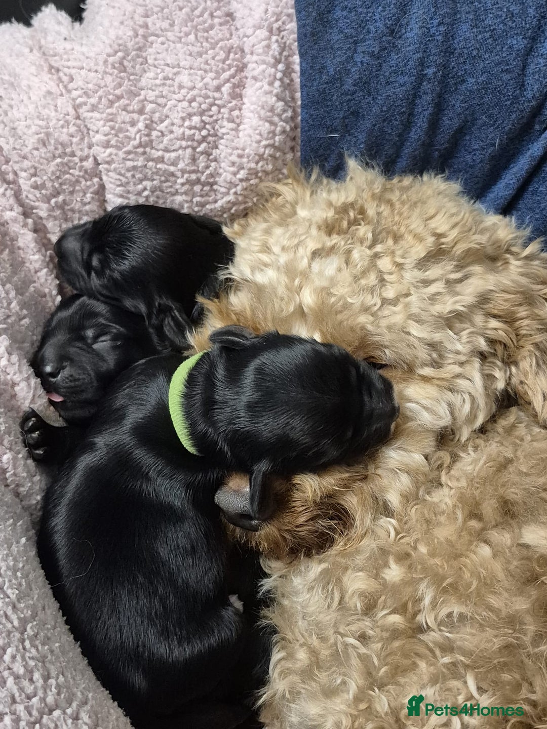 Mixed Breed dogs for sale: 3 beautiful boy yorkipoos   - Image 10