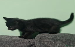 Mixed Breed cats for sale: 4 female kittens - Image 9