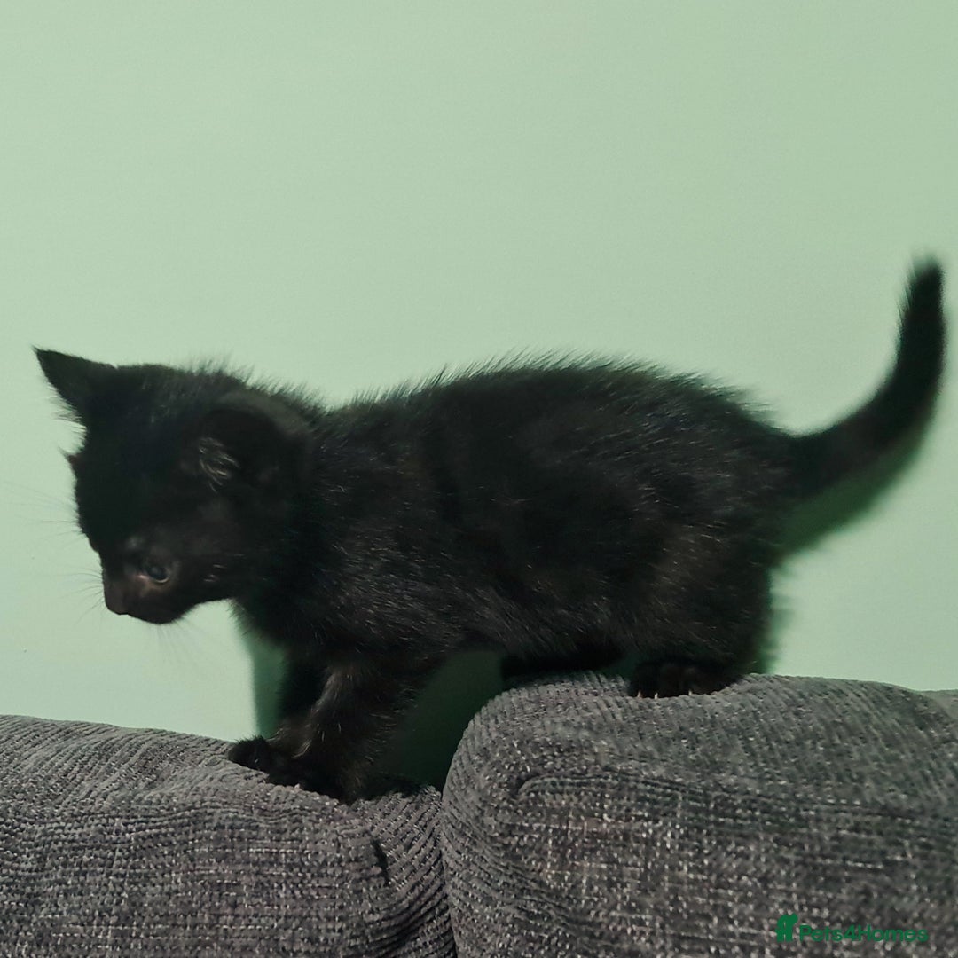 Mixed Breed cats for sale: 4 female kittens - Image 9