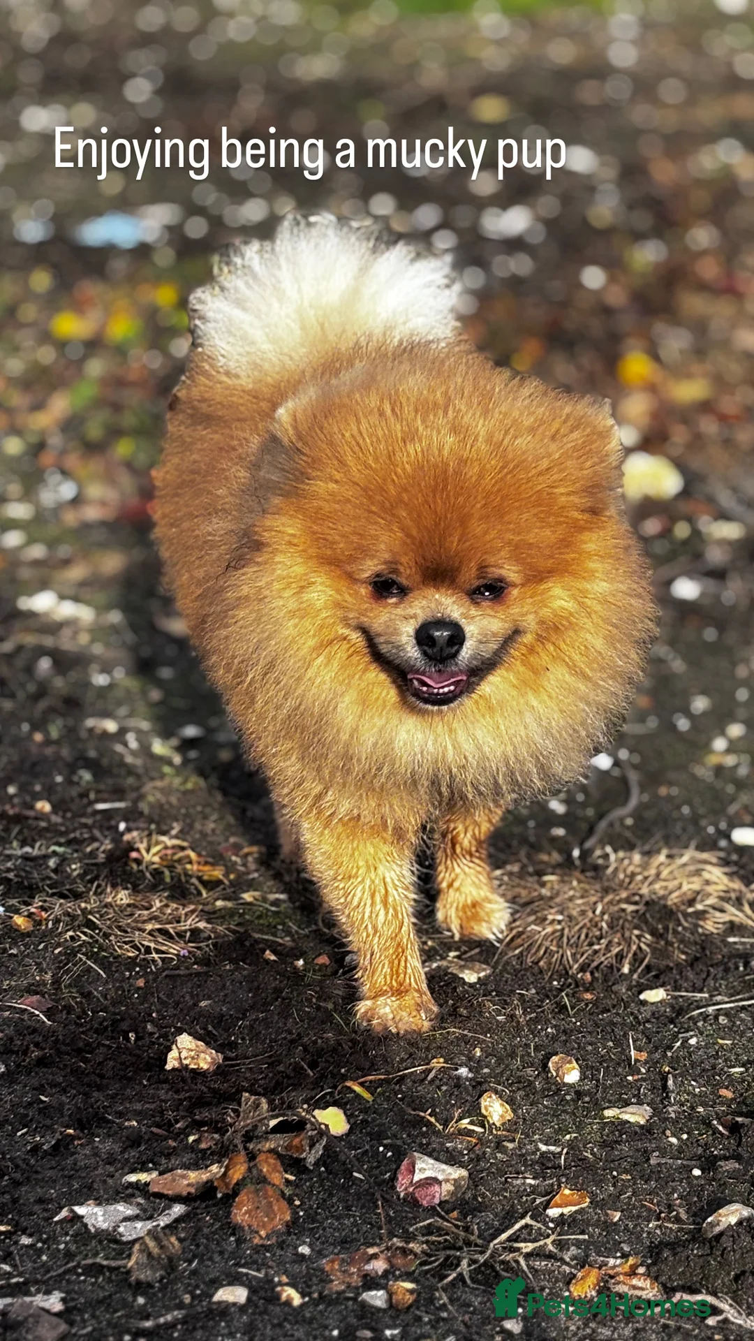 Pomeranian dogs for stud: Pedigree Male Pomeranian Kennel Club Registered  - Advert 5