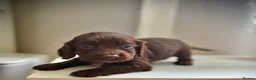 Sprocker dogs for sale: Beautiful Sprocker Spaniel Puppies for Sale!  in Sheffield - Advert 2