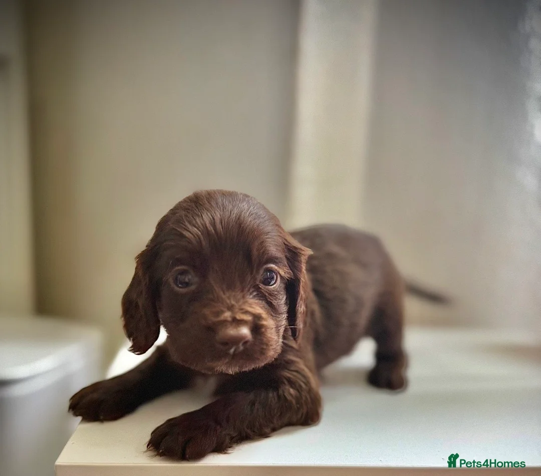 Sprocker dogs for sale: Beautiful Sprocker Spaniel Puppies for Sale!  in Sheffield - Advert 2