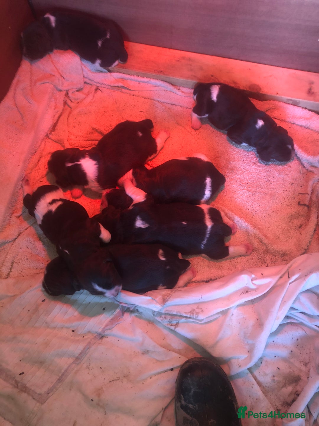 English Springer Spaniel dogs for sale: Springer spaniel puppies  - Image 8