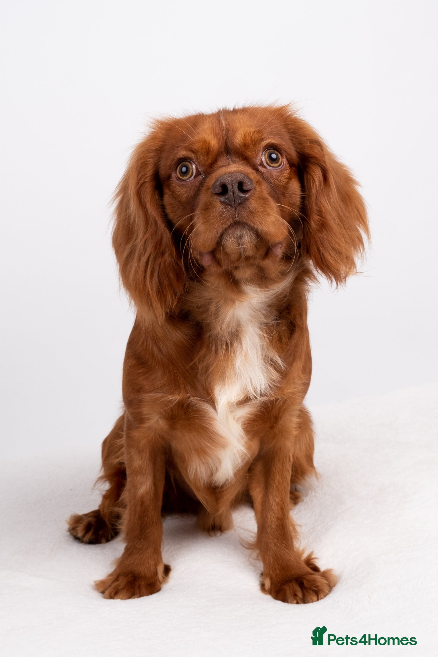 Cavalier King Charles Spaniel dogs KC REG EXTENSIVELY HEALTH TESTED CHOC RUBY STUD  in Hoddesdon - Advert 4