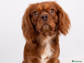 Cavalier King Charles Spaniel dogs in Hoddesdon - Advert 2