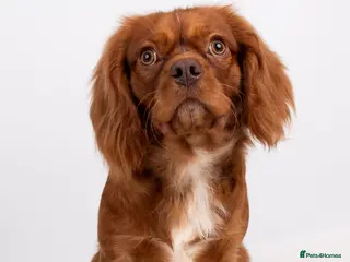 Cavalier King Charles Spaniel dogs KC REG EXTENSIVELY HEALTH TESTED RUBY STUD in Hoddesdon - Advert 2