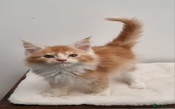 Maine Coon cats for sale: Pedigree Maine Coon Kittens for sale  - Image 24