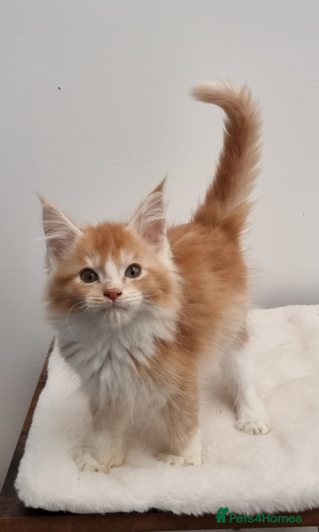 Maine Coon cats for sale: Pedigree Maine Coon Kittens for sale  - Image 24