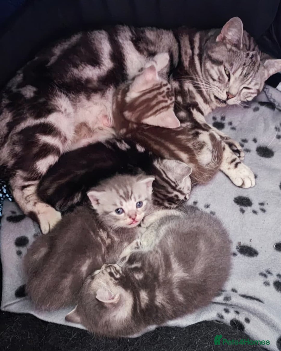British Shorthair cats for sale: ✨4 Pure BSH Tabby kittens✨ - Advert 12