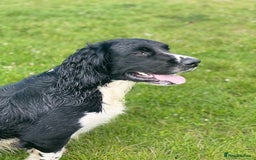 English Springer Spaniel dogs for sale: Heavily Marked Litter, KC, Health Checked Parents. - Image 6