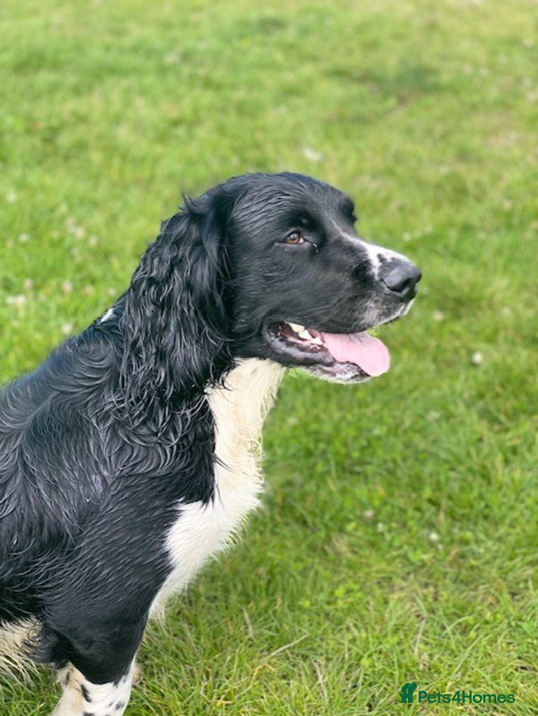 English Springer Spaniel dogs for sale: Heavily Marked Litter, KC, Health Checked Parents. - Image 6