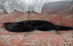 British Shorthair cats for sale: Beautiful fluffy black kitties with stripes - Image 3