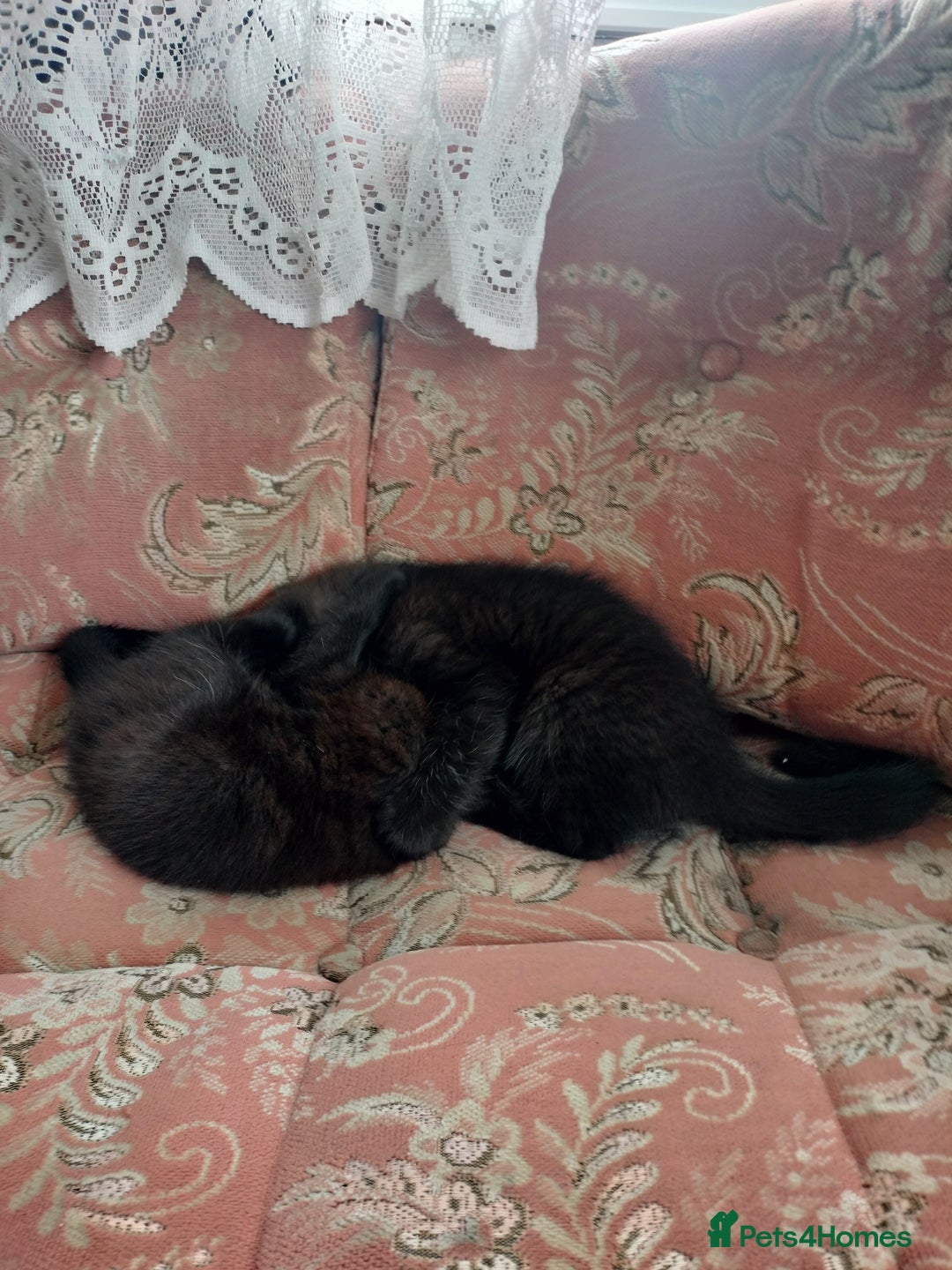 British Shorthair cats for sale: Beautiful fluffy black kitties with stripes - Image 3