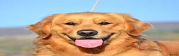 Golden Retriever dogs for sale: 35*GEN RARE RED SHOW LINE HEALTH CERTIFICATED - Advert 7