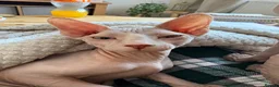 Sphynx cats for sale: 9 month old sphynx male  - Advert 7