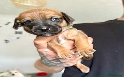 Mixed Breed dogs for sale: 🐾🤎 Adorable Dachshund Cross Puppies  - Image 10