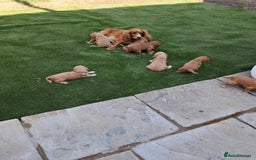 Cocker Spaniel dogs for sale: Cocker spaniel KC Registered,working type - Image 13