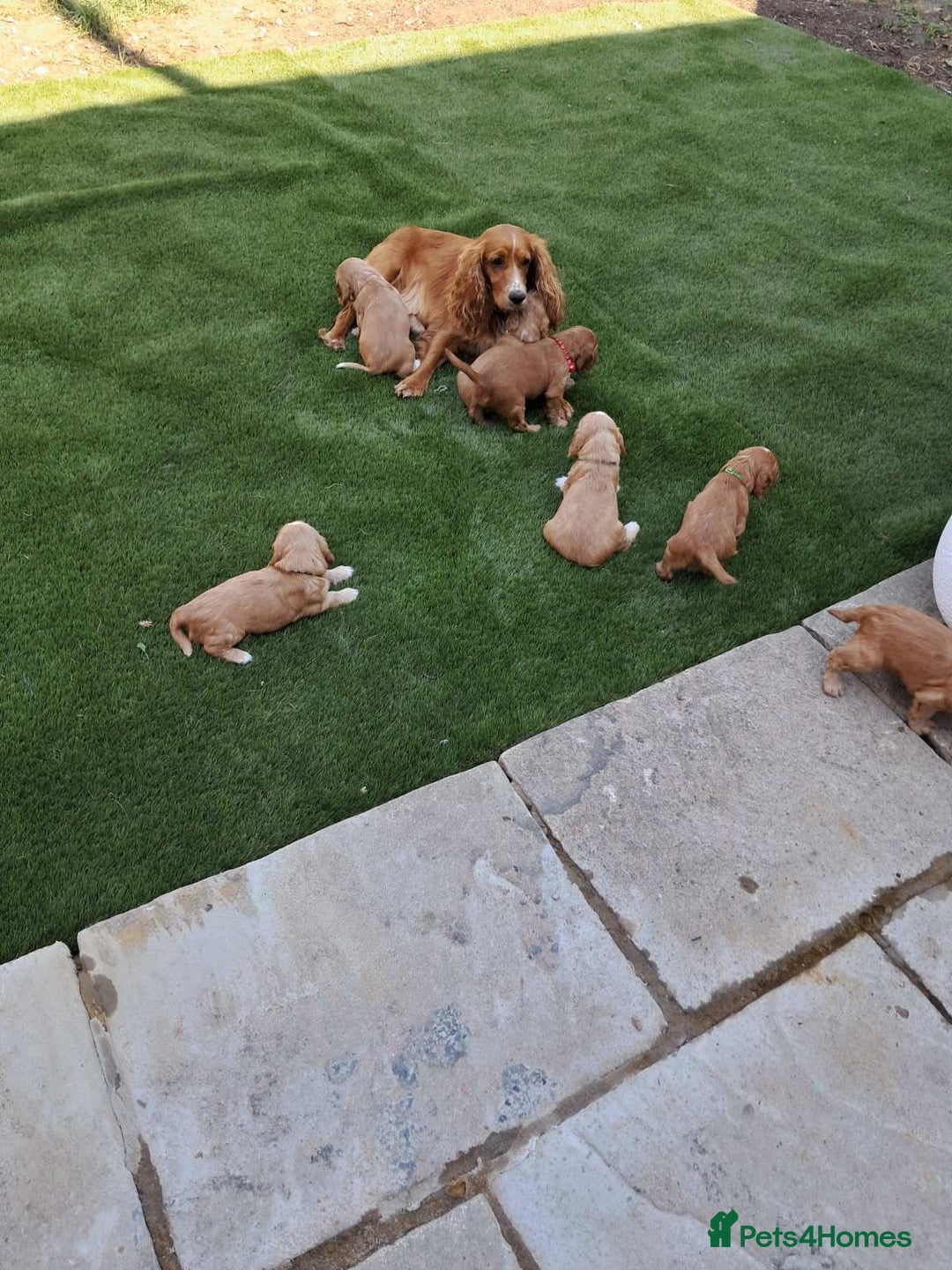 Cocker Spaniel dogs for sale: Cocker spaniel KC Registered,working type - Image 13