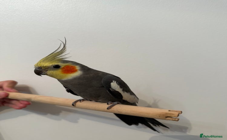 Cockatiels birds - Advert 17