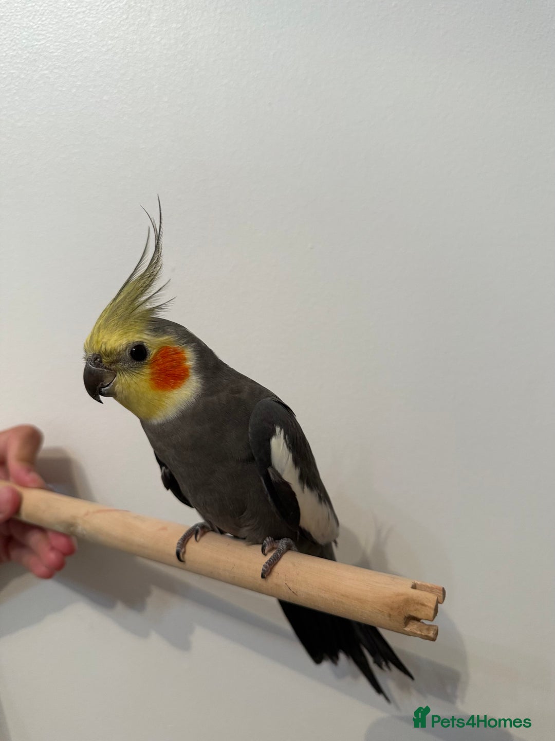 Cockatiels birds for sale: Stunning cockatiels - Image 2