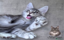 Maine Coon cats for sale: 🌟🌟Beautiful Maine Coon kittens 🌟🌟 - Image 5