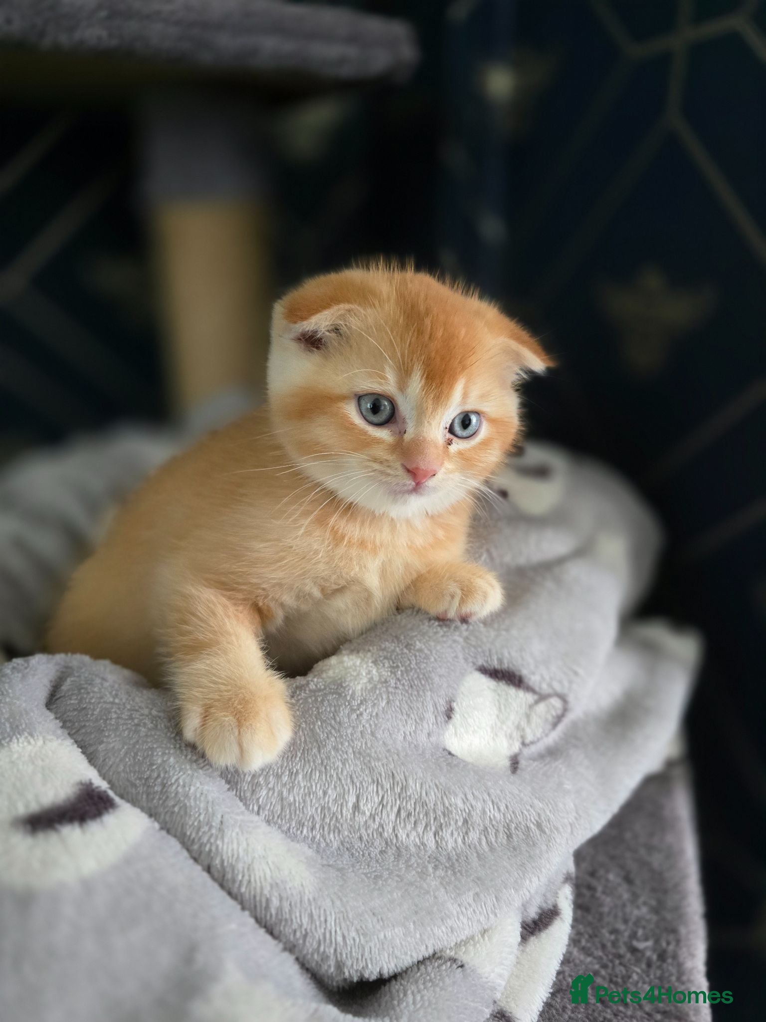 Scottish Fold cats  Beautiful Scottish fold x British short haired  - Advert 13