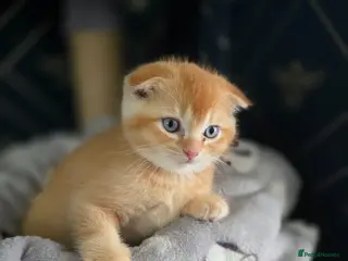 Scottish Fold cats Beautiful Scottish fold x British short haired - Advert 13
