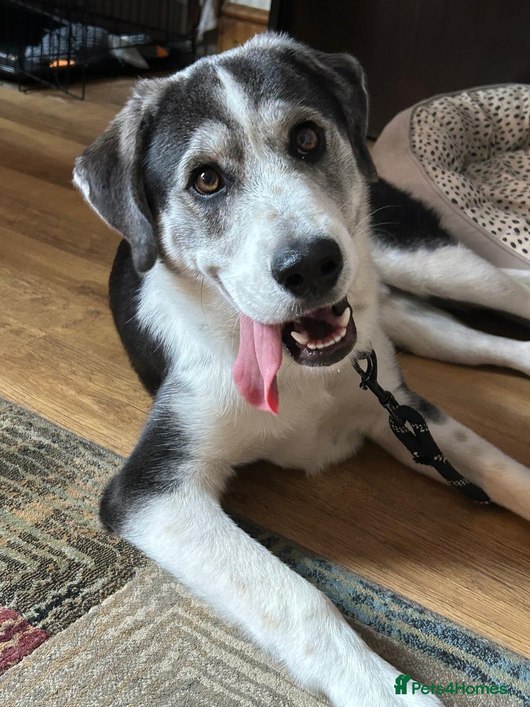 Mixed Breed dogs for sale: Huskeydor 10 months old - Image 4