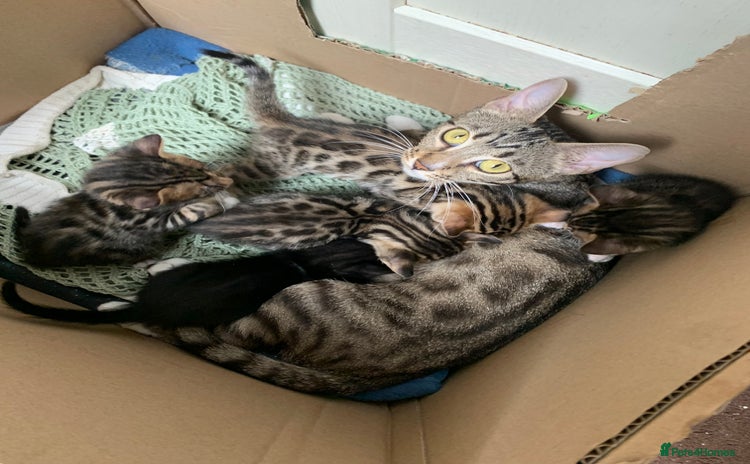 Bengal cats - Advert 3
