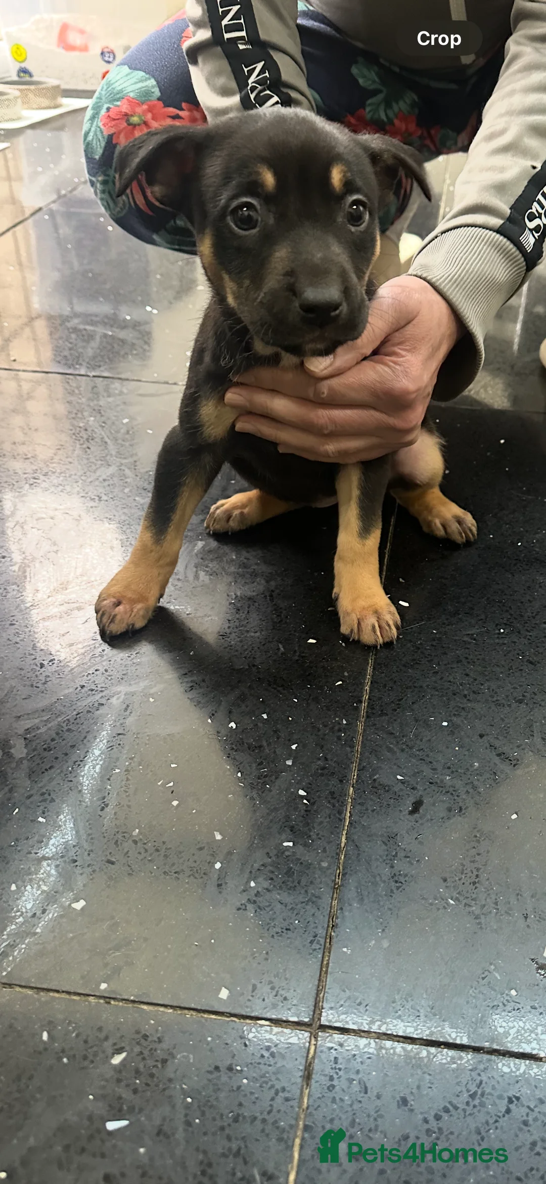 Belgian Shepherd Dog dogs for sale: Bull herder puppies for sale  - Advert 3