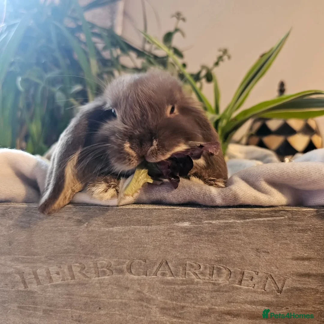 Mini Lop rabbits for sale: Male Mini lop rabbit for rehome in Southampton - Advert 4