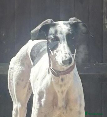 Mixed Breed dogs Lurcher/Saluki Cross - Advert 1