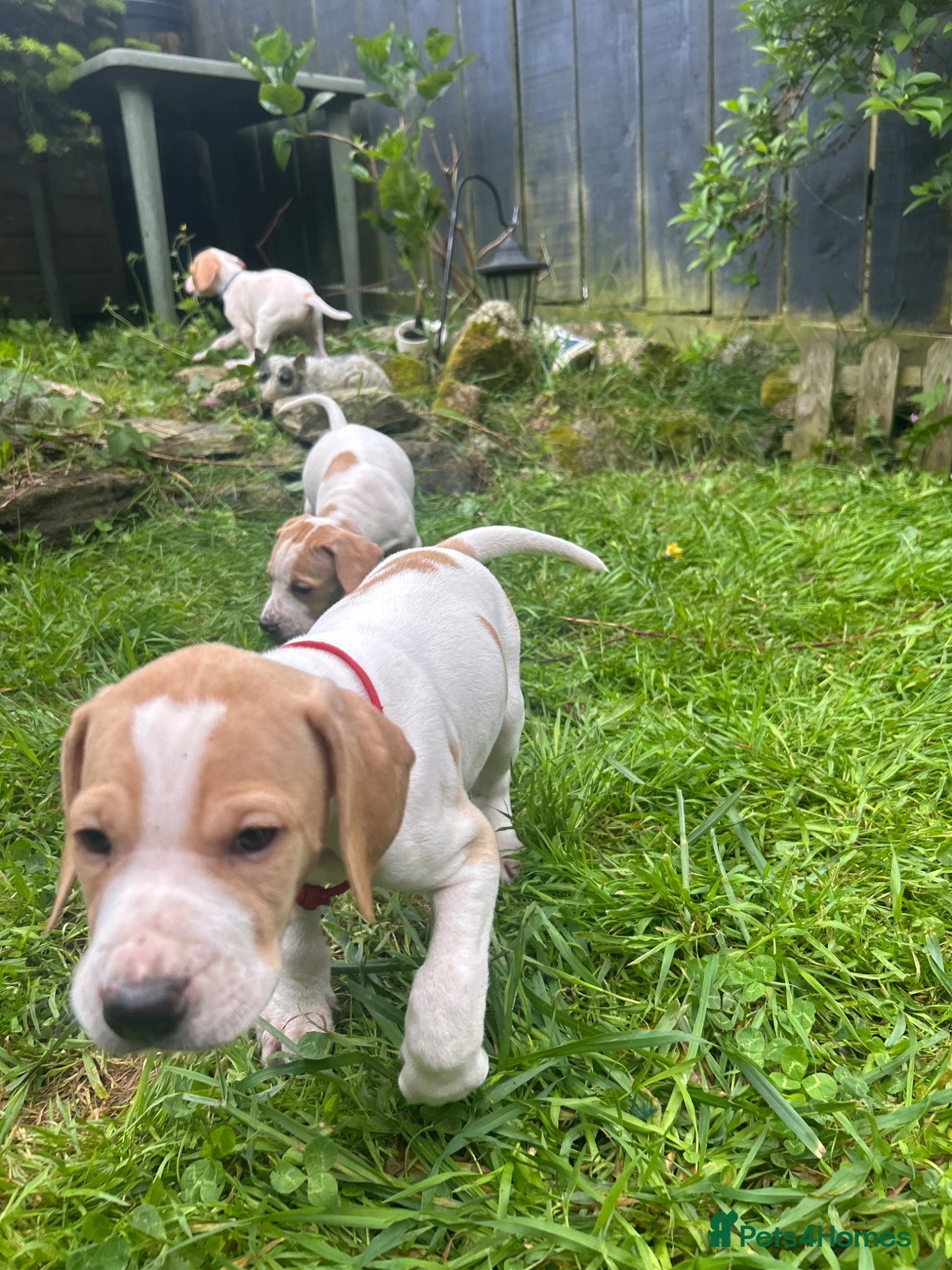 Pointer dogs for sale: KC English Pointer Puppies - Advert 9