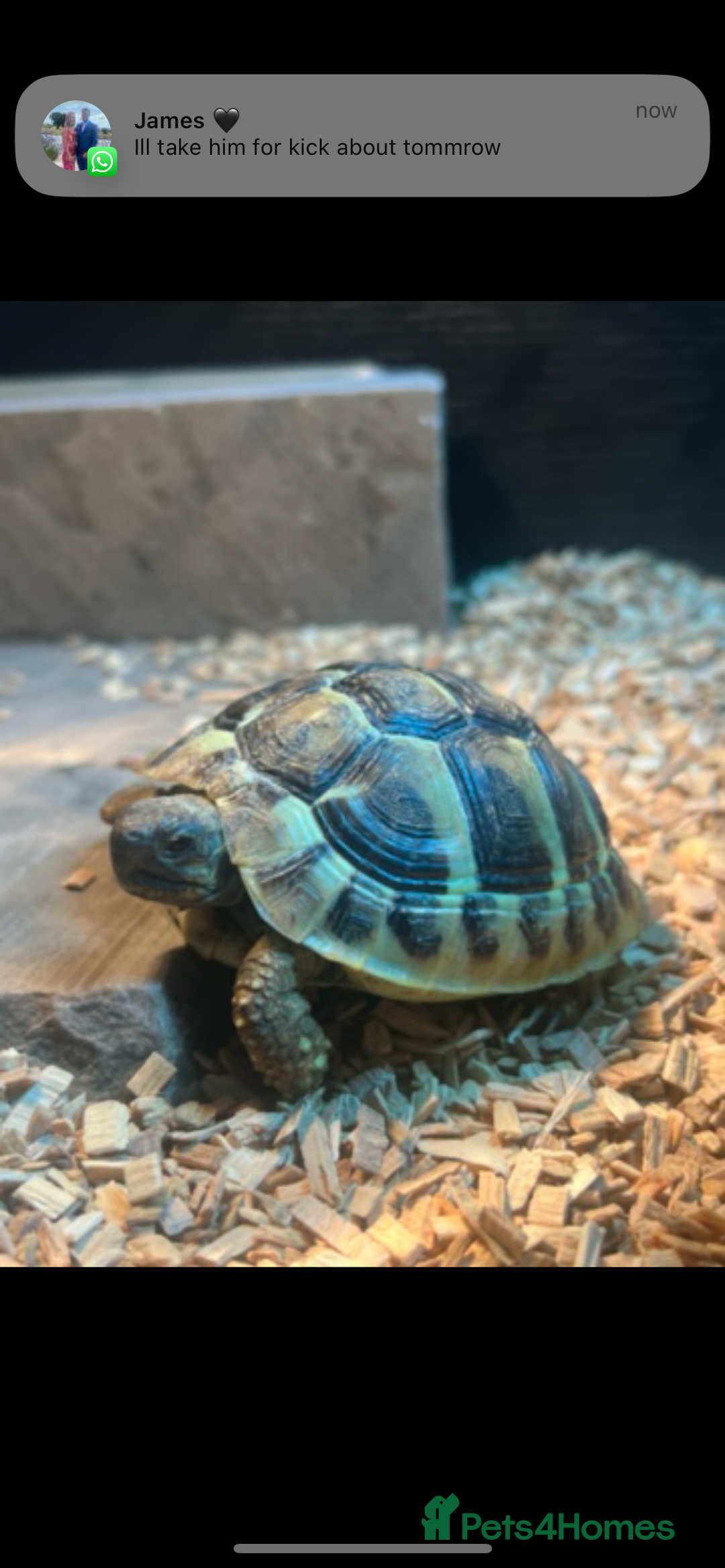 Hermann Tortoise reptiles for sale: Herman Tortoise - Advert 3