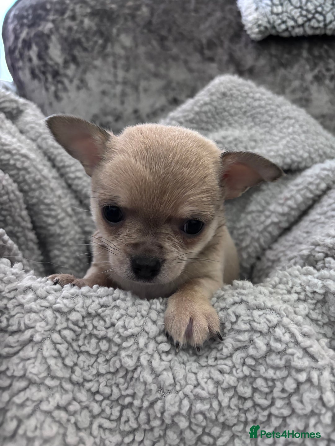 Chihuahua dogs for sale: KCREG Long/Shorthair chihuahua Champ/russian Lines - Advert 18