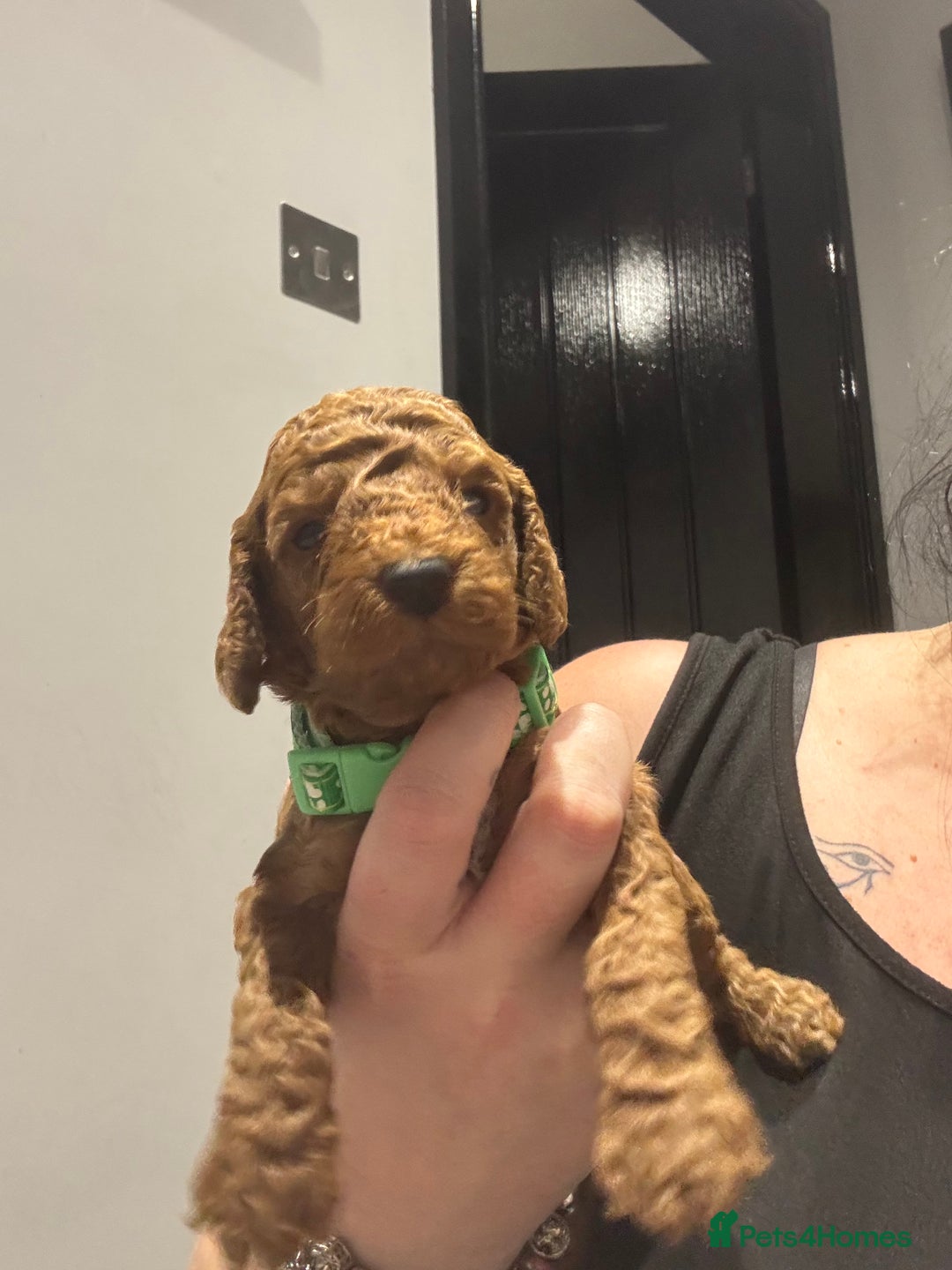 Cockapoo dogs for sale: 10 F1b cockapoo pups for sale  - Advert 8