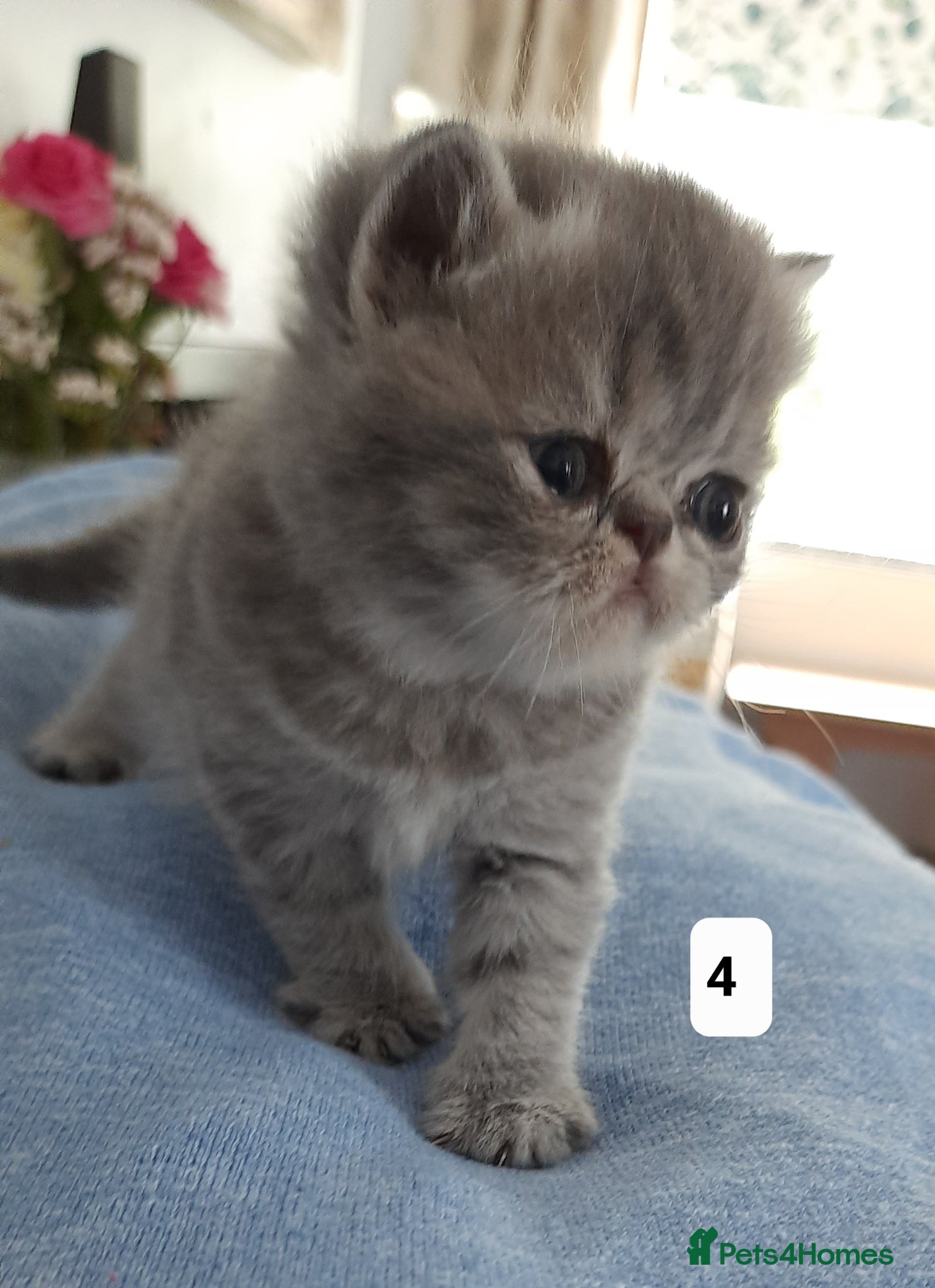 Persian cats GCCF Registered 3 Persian and 2 Exotic kittens - Advert 5