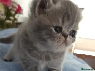 Persian cats GCCF Registered 3 Persian and 2 Exotic kittens - Advert 5