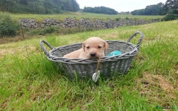 Cockerdor dogs for sale: Gorgeous cockador Puppies - Image 10