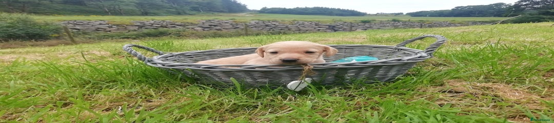 Cockerdor Puppy 4