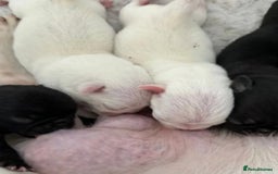 Pug dogs for stud: kc panda pug for stud in Blackpool - Image 12