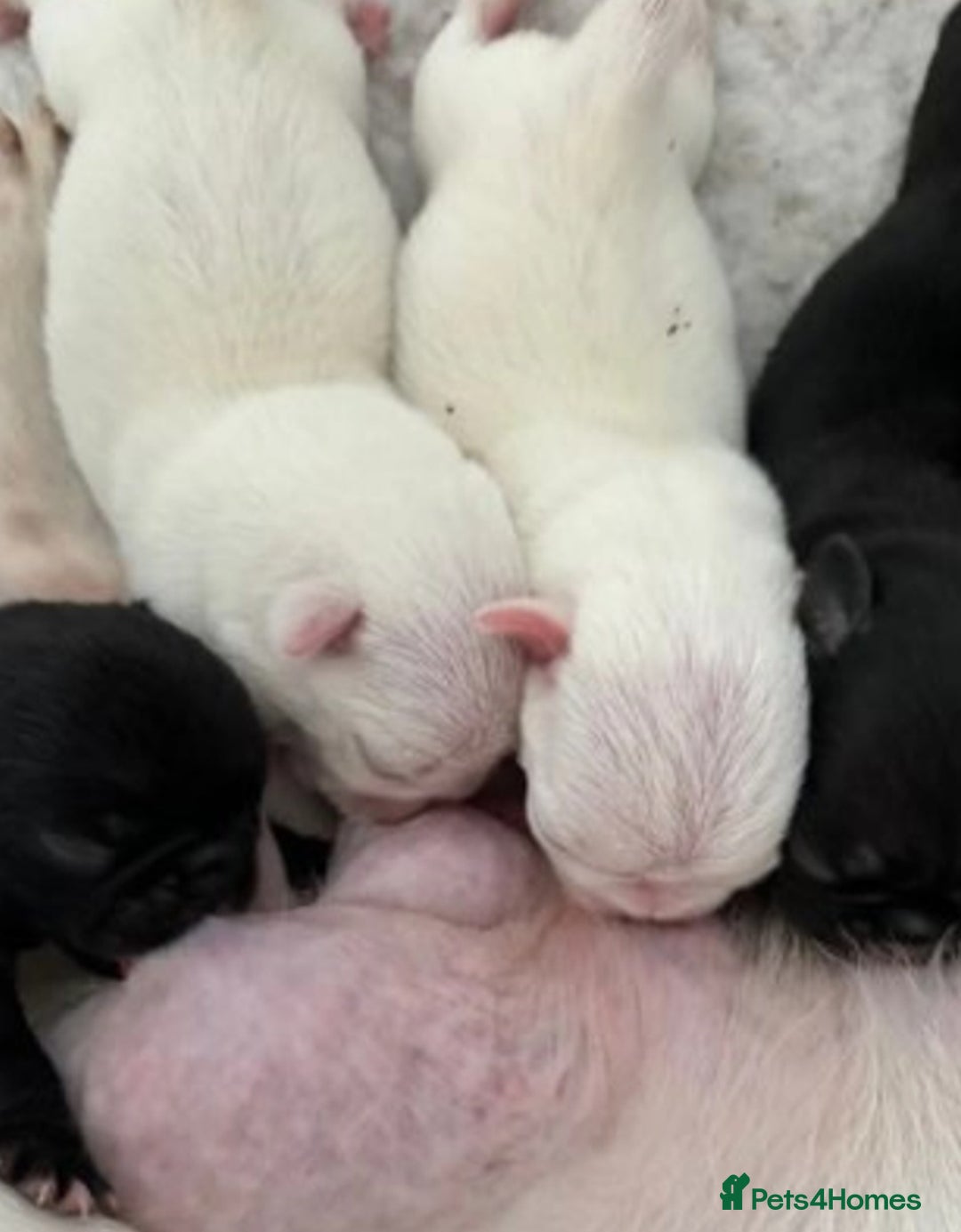 Pug dogs for stud: kc panda pug for stud in Blackpool - Image 12