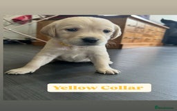 Goldador dogs for sale: BEAUTIFUL GOLDADOR FEMALES - Image 4