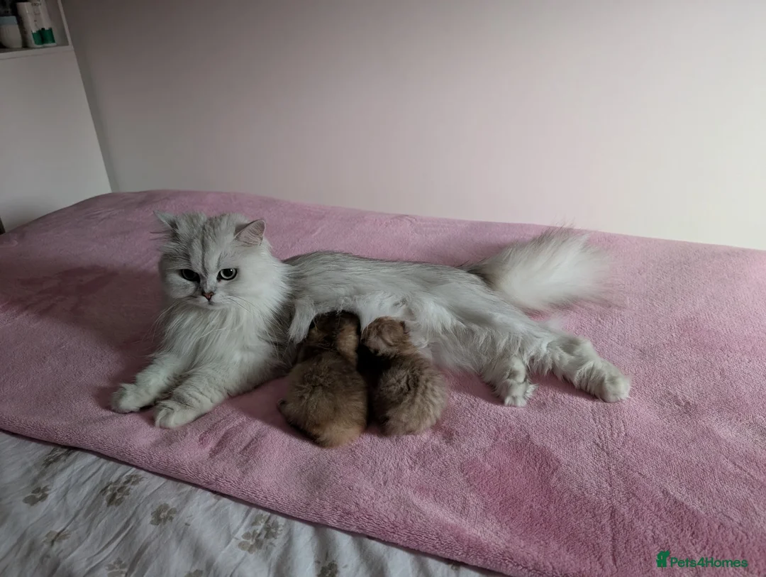 British Shorthair cats for sale: Two adorable little kittens ready to leave :)  - Advert 2