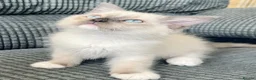 Ragdoll cats for sale: Tica Registered Ragdoll Boys  - Advert 3